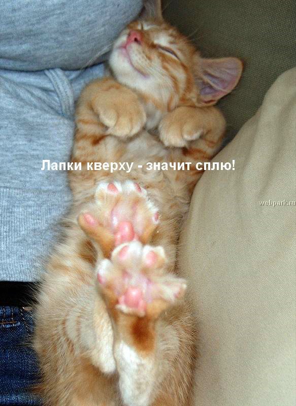 talkin_cats_5.jpg