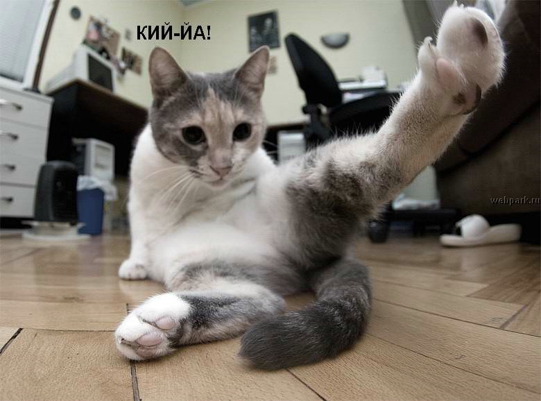 talkin_cats_6.jpg