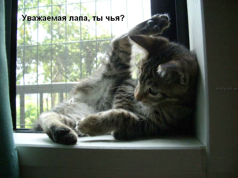 talkin_cats_7.jpg