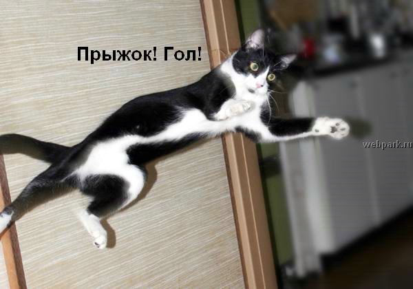 talkin_cats_8.jpg