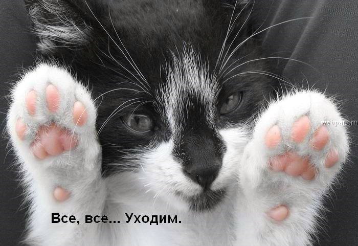 talkin_cats_9.jpg