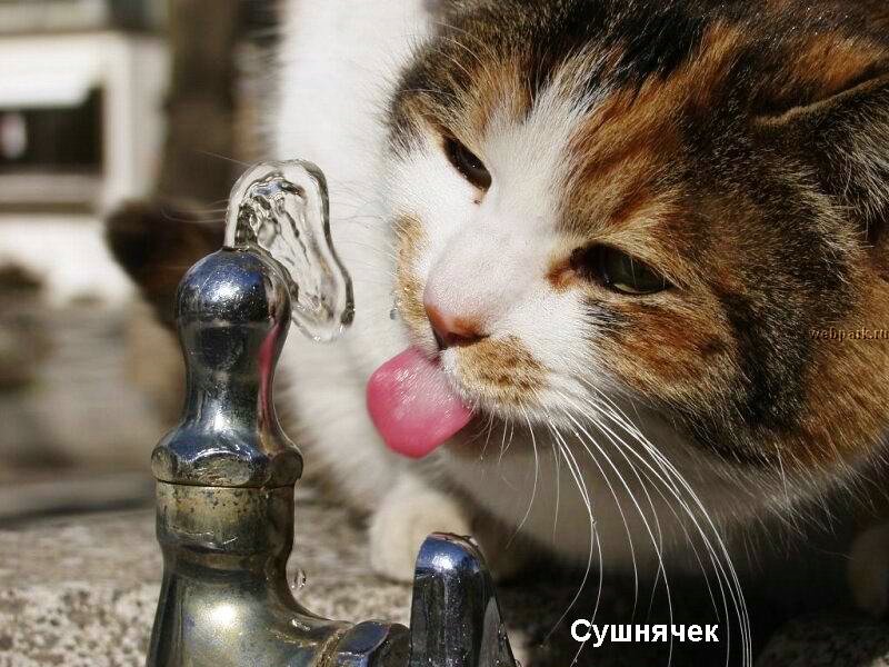 talkin_cats_10.jpg