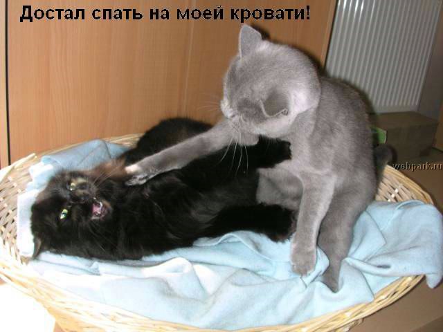 talkin_cats_11.jpg