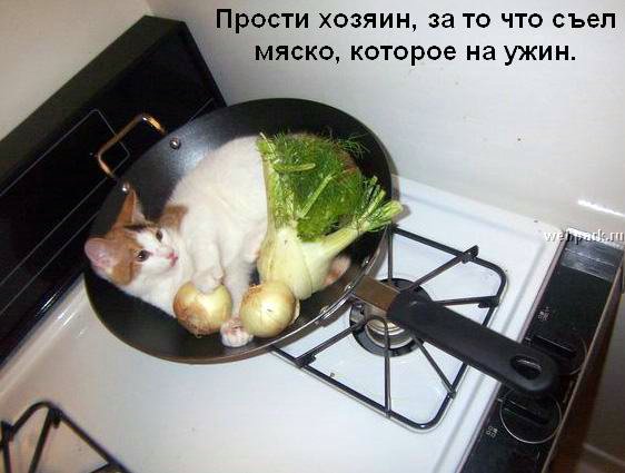 talkin_cats_16.jpg