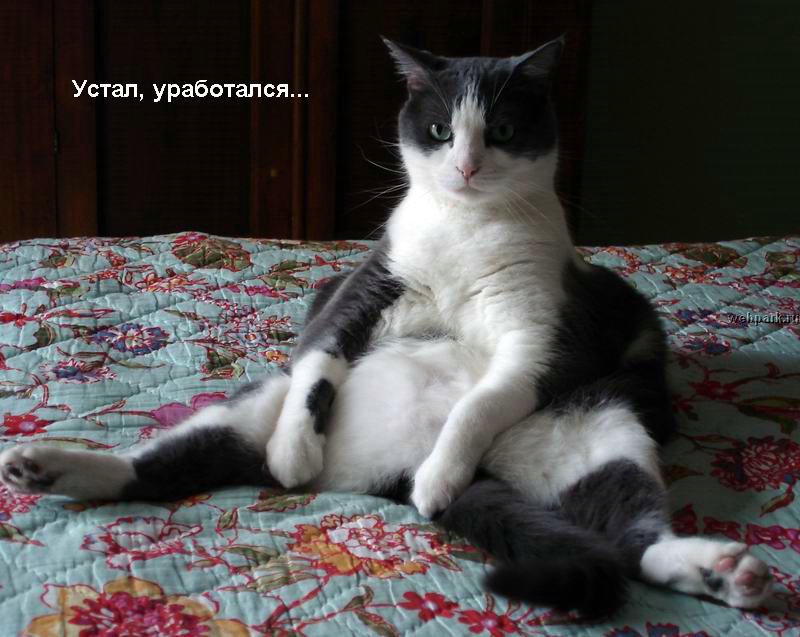 talkin_cats_17.jpg