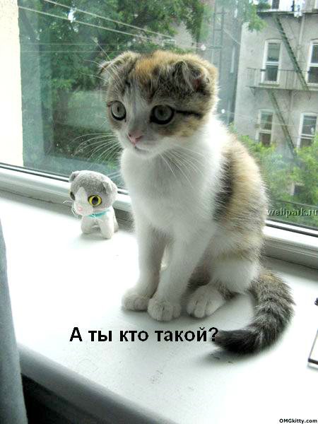 talkin_cats_19.jpg