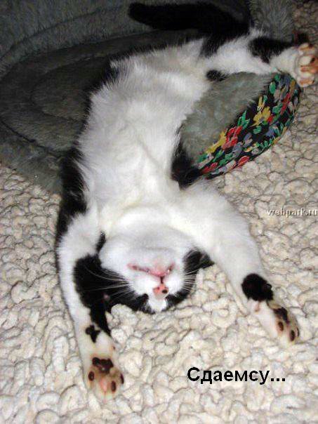 talkin_cats_20.jpg
