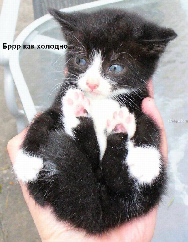 talkin_cats_18.jpg