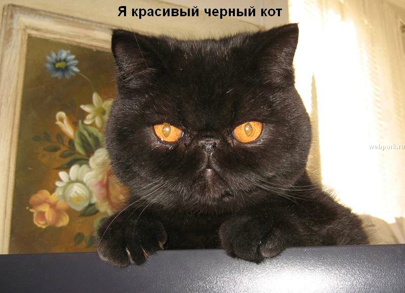 talkin_cats_21.jpg