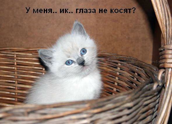 talkin_cats_22.jpg
