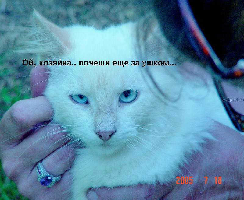 talkin_cats_23.jpg