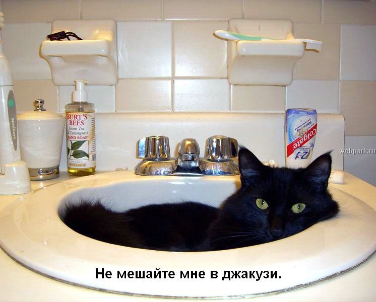 talkin_cats_24.jpg