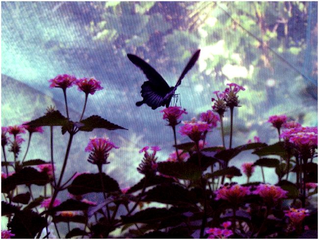 Buterfly2.gif