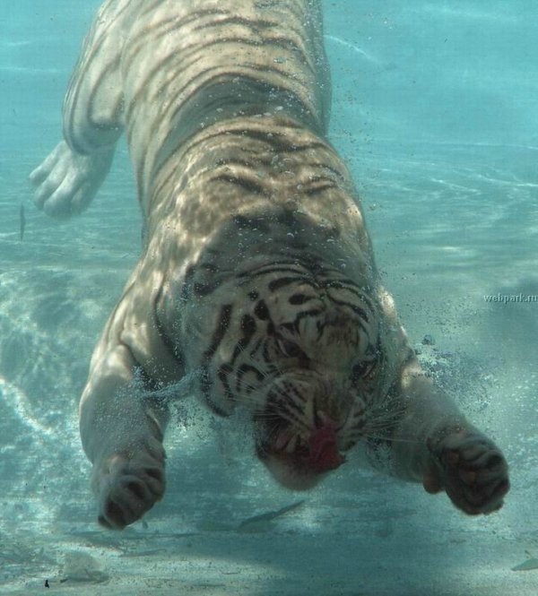 under_water_31.jpg