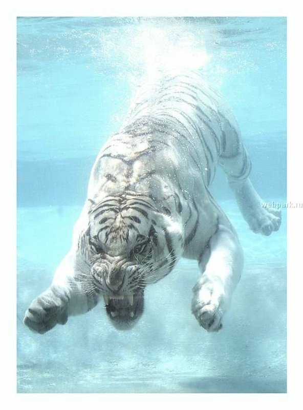 under_water_33.jpg