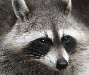 300px-Raccoon_(Procyon_lotor)_2.jpg