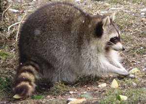 PROCYON3.JPG