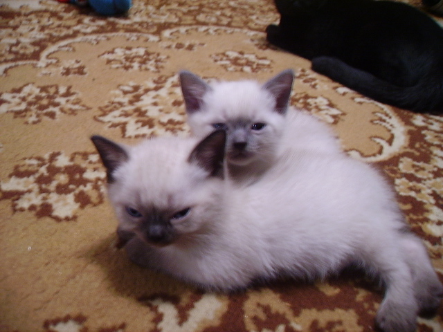 котята (1).jpg