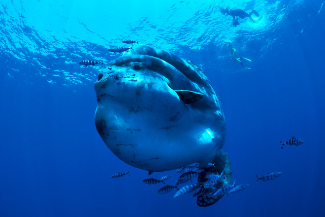 sunfish_12.jpg