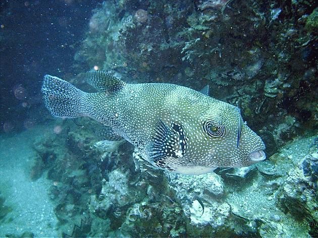 under_the_sea_1.jpg