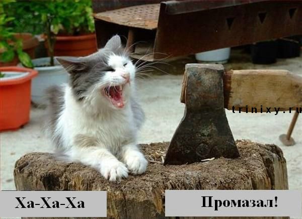 funny_cats_02.jpg