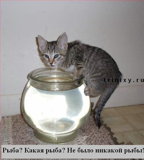 funny_cats_01.jpg