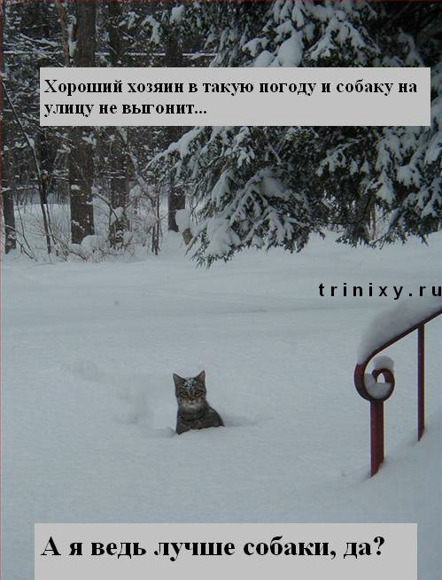 funny_cats_05.jpg