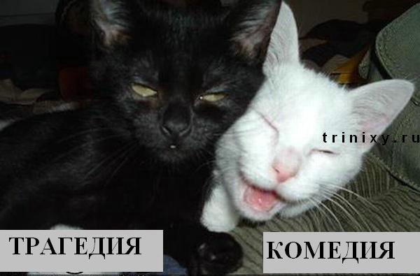 funny_cats_06.jpg