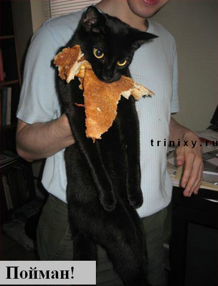 funny_cats_07.jpg