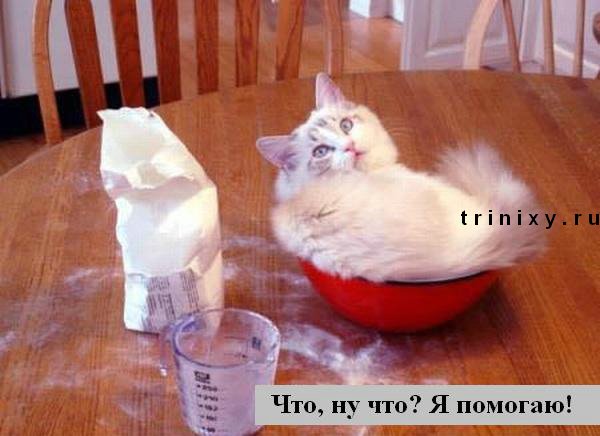 funny_cats_08.jpg