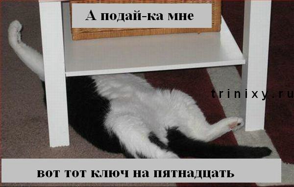 орло.jpg