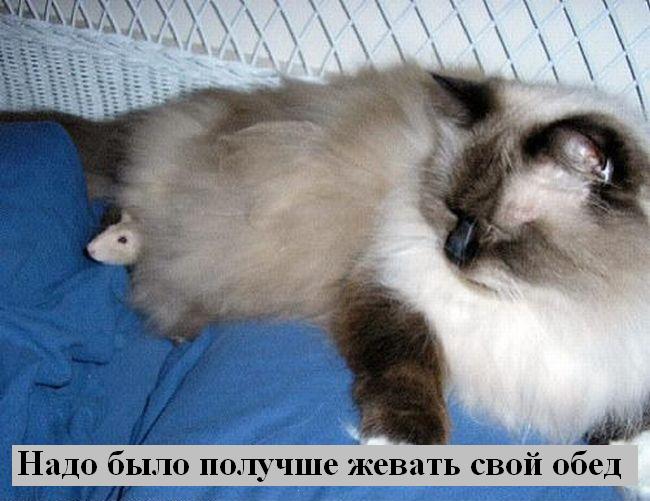 kotiki_44.jpg
