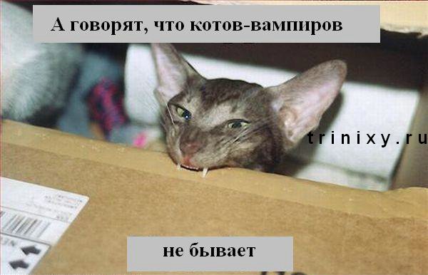 kotiki_44ропр.jpg