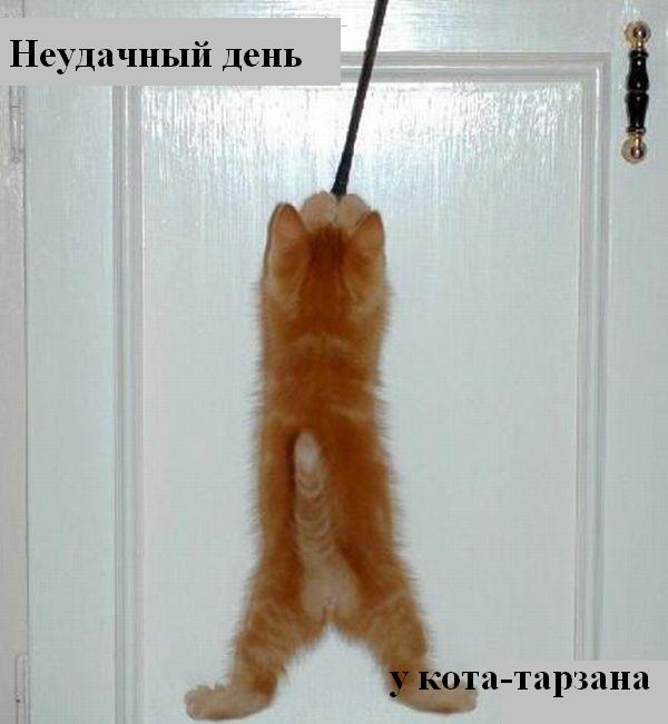 kotiki_40.jpg
