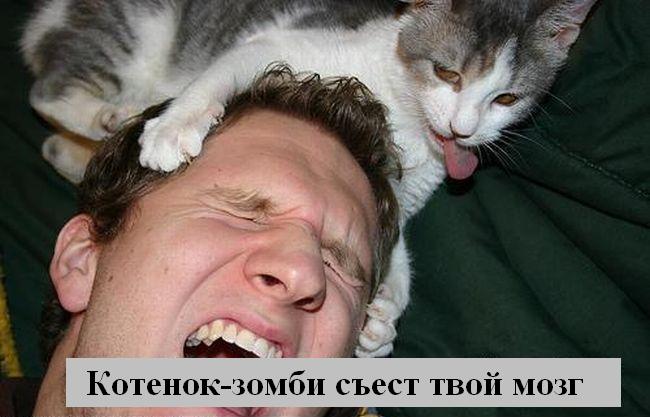 kotiki_42.jpg