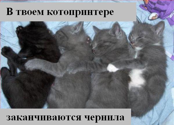 kotiki_32.jpg