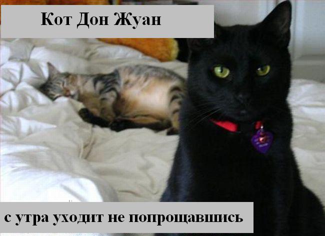 kotiki_33.jpg