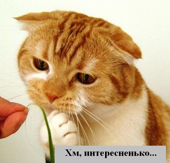 kotiki_28.jpg