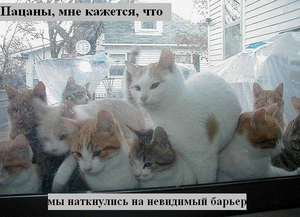 kotiki_29.jpg