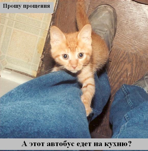 kotiki_30.jpg