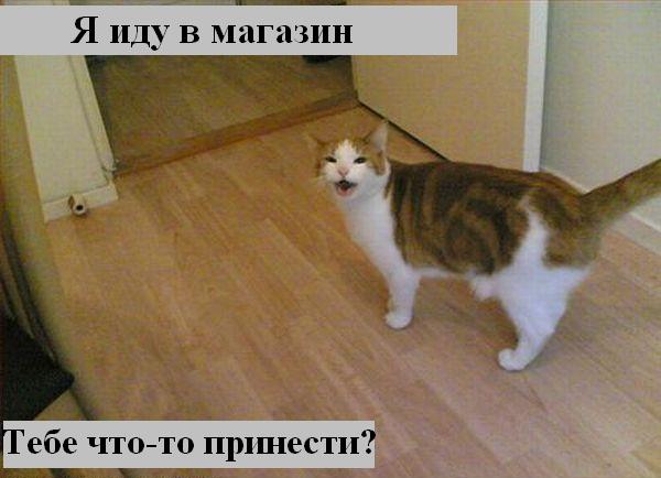 kotiki_20.jpg