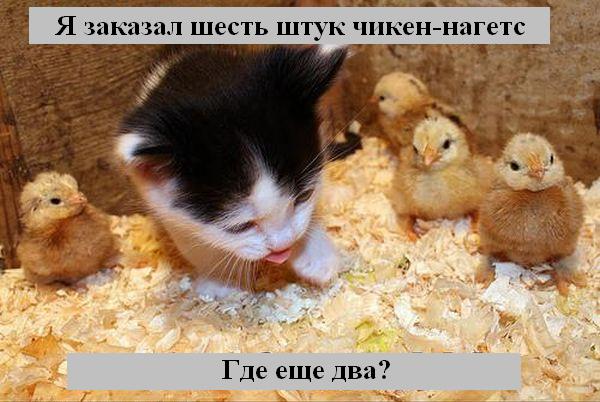 kotiki_25.jpg