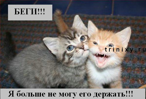 kotiki_15миоь.jpg