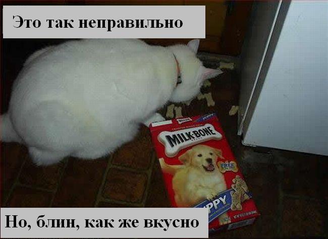 kotiki_19.jpg