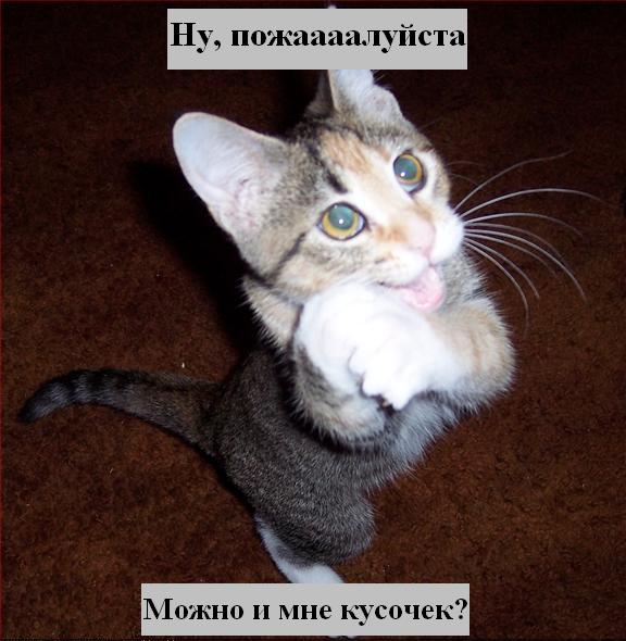 kotiki_11.jpg