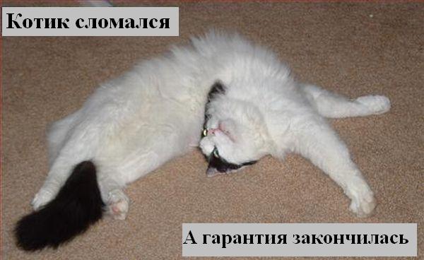 kotiki_13.jpg