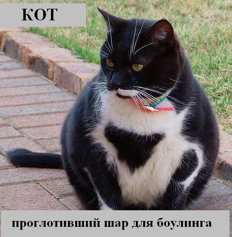kotiki_15.jpg