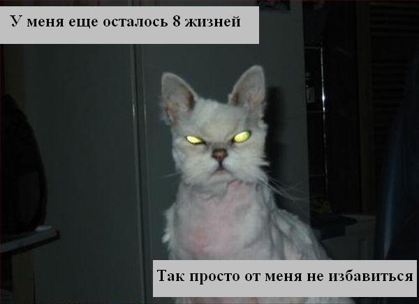 kotiki_07.jpg