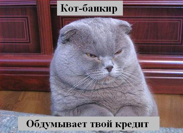 kotiki_10.jpg