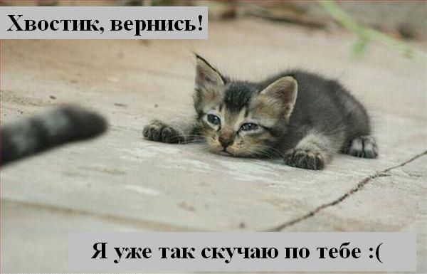 kotiki_02.jpg